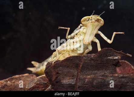 Larve de libellule Anax imperator répand ses jambes avant et montrant embout Banque D'Images