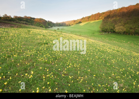 Coucou bleu, Primula veris, North Downs, Kent, Angleterre Banque D'Images