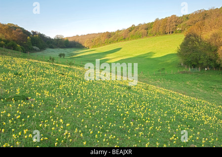 Coucou bleu, Primula veris, North Downs, Kent, Angleterre Banque D'Images