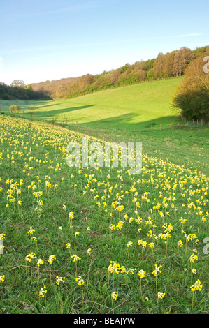 Coucou bleu, Primula veris, North Downs, Kent, Angleterre Banque D'Images