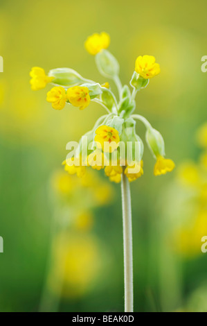 Coucou bleu, Primula veris, North Downs, Kent, Angleterre Banque D'Images