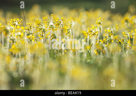 Coucou bleu, Primula veris, North Downs, Kent, Angleterre Banque D'Images