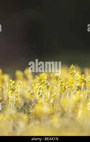 Coucou bleu, Primula veris, North Downs, Kent, Angleterre Banque D'Images