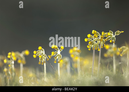 Coucou bleu, Primula veris, North Downs, Kent, Angleterre Banque D'Images