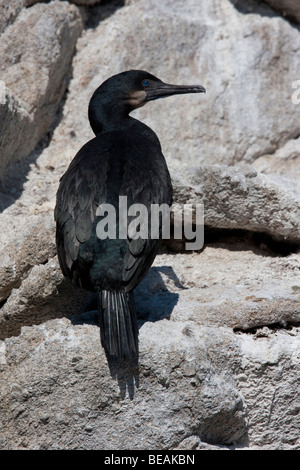 La Brandt Cormoran (Phalacrocorax penicillatus), Point Lobos State Reserve, California, USA Banque D'Images