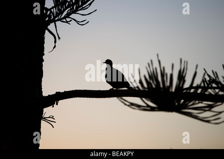 Petite colombe assis sur une branche d'arbre sur l'île de Crète. La Grèce. Banque D'Images