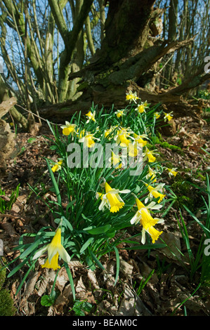 La JONQUILLE Narcissus pseudonarcissus, sauvages, Kent, Angleterre. Banque D'Images