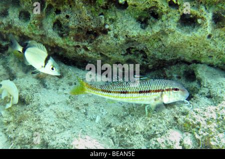 Rouget, Mullus barbatus et commun à deux poissons daurade symbiose Banque D'Images