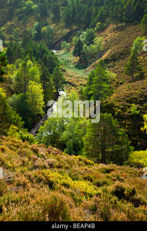 Rothiemurchus Forest et uplands entrant le Lairig Ghru passent dans le Cairngorms, Highlands écossais, l'Écosse à l'automne Banque D'Images