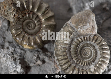 Fossiles d'ammonites trouvées sur la côte jurassique Dorset UK Banque D'Images