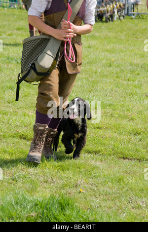 Formation de chiot Gundog Banque D'Images