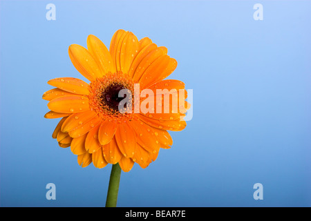 Belle fleur orange avec des gouttes d'eau sur un fond bleu Banque D'Images