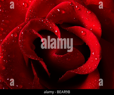 Photo en gros plan d'une belle rose rouge avec des gouttes d'eau Banque D'Images