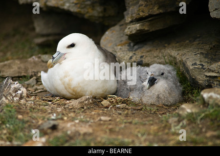 Dh OISEAUX Fulmar Fulmar (Fulmarus glacialis) Royaume-Uni gerpinnes nid oisillon North Ronaldsay Orkney Banque D'Images