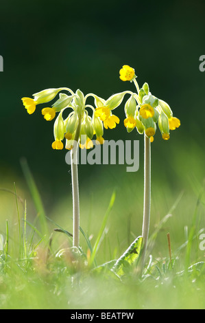 Coucou bleu, Primula veris, North Downs, Kent, Angleterre Banque D'Images