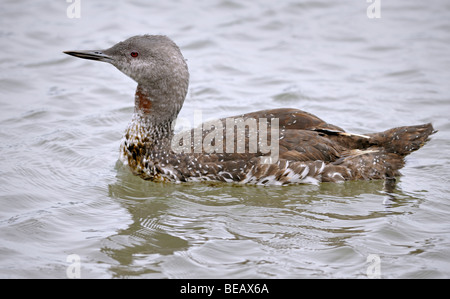 Un plumage à gorge rouge (Gavia stellata) dans le plumage de reproduction glisse dans l'eau calme, sa gorge rouillée et ses fines plumes mouchetées clairement visibles. Banque D'Images