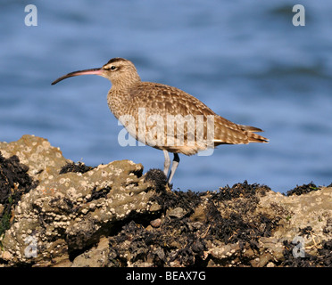 Un oiseau de Whimbrel (Numenius phaeopus) vu ici debout sur la rive Banque D'Images