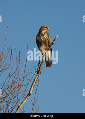 Oiseau de proie sur une branche d'arbre. Buse variable. Banque D'Images