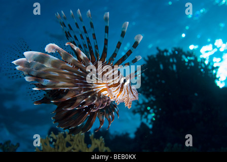 Poisson-papillon commun, Marsa Alam, Red Sea Banque D'Images