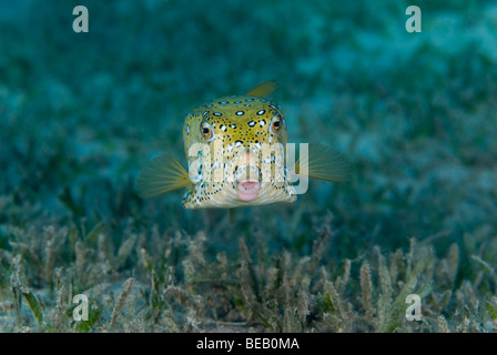 Griffonné Cowfish quadricornis, Acanthostracion Banque D'Images