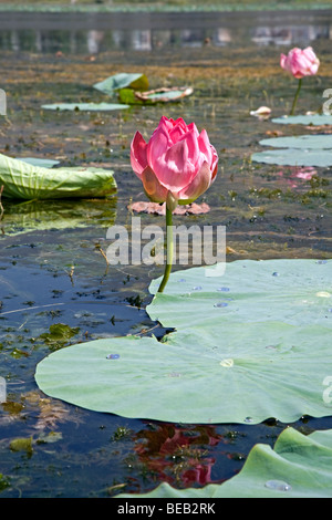 Fleur de Lotus. Manasbal Lake. Le cachemire. L'Inde Banque D'Images