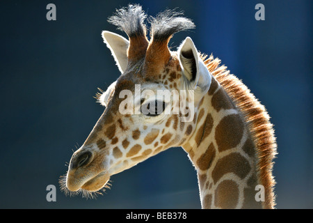 Girafe réticulée ou somaliens Girafe (Giraffa camelopardalis reticulata), les jeunes, 2 semaines, portrait Banque D'Images