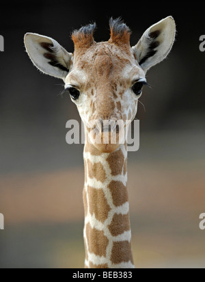 Girafe réticulée ou somaliens Girafe (Giraffa camelopardalis reticulata), les jeunes, 2 semaines, portrait Banque D'Images