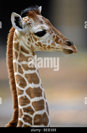 Girafe réticulée ou somaliens Girafe (Giraffa camelopardalis reticulata), les jeunes, 2 semaines, portrait Banque D'Images