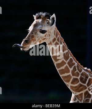 Girafe réticulée ou somaliens Girafe (Giraffa camelopardalis reticulata), les jeunes, 2 semaines, portrait avec la langue Banque D'Images