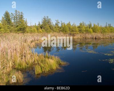 Volo Bog State Natural Area Florida Banque D'Images