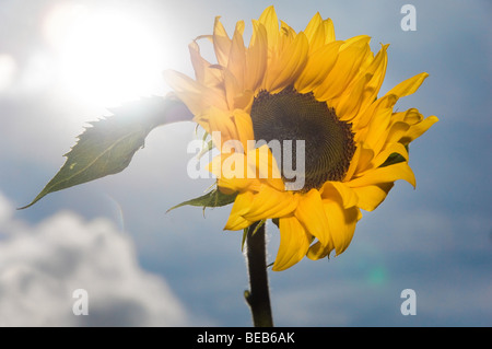 En contre-jour le tournesol Banque D'Images