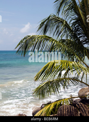 Palmier sur la mer des caraïbes avec un ciel bleu à Big Corn Island nicaragua Amérique centrale Banque D'Images