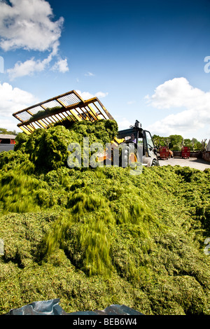 Chariot télescopique JCB 310s'emballer l'herbe dans l'ensilage de fermeture au lieu de Norwood farm à Surrey Banque D'Images