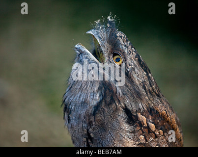 (Podargus strigoides Tawny Une grille supérieure) Banque D'Images