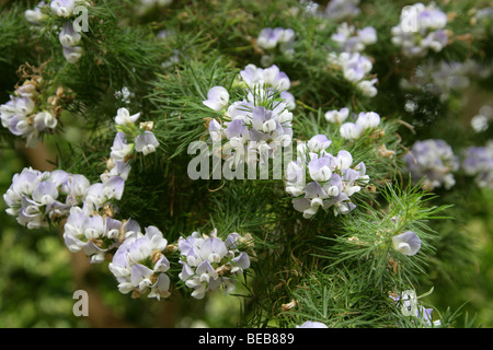 Bush Fontaine, Bleu Balai, tache argentée de l'Afrique, de pois, Taylorina Psoralea bleu ou Dally Pin, Psoralea pinnata, Fabaceae, Afrique du Sud Banque D'Images