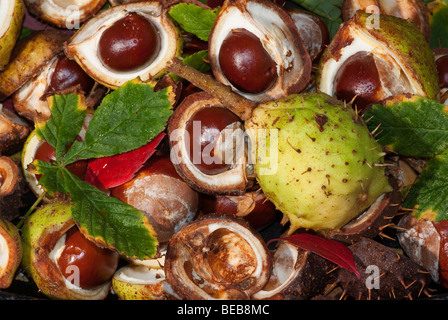 L'châtaignes (Conkers) Banque D'Images