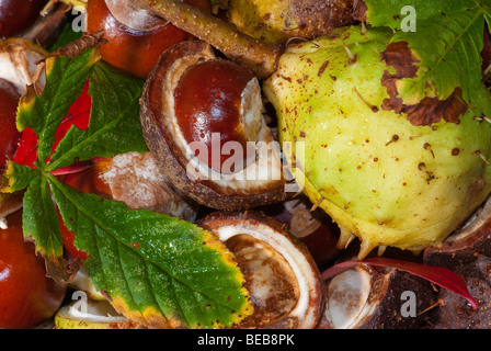 L'châtaignes (Conkers) Banque D'Images