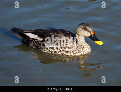 Indian Spot-Billed poecilrhyncha (ANAS) Banque D'Images