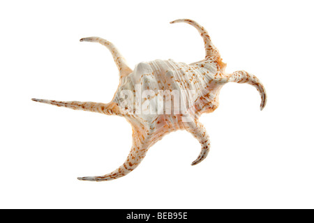 Chiragra Spider Conch. Nom scientifique : Lambis Chiragra. Banque D'Images