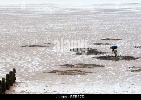 Bait creuser sur la plage de Leysdown Ile de Sheppey Kent UK Banque D'Images
