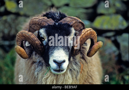 Une photo d'un Swaledale ram dans les collines de la région des lacs en face d'un mur de pierres sèches Banque D'Images