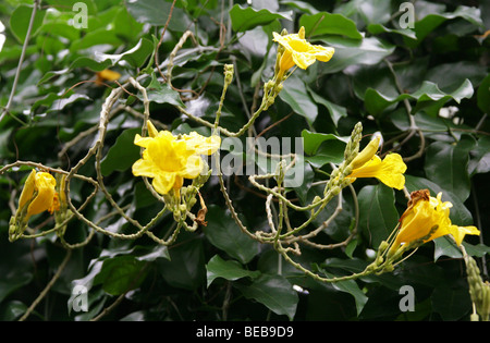 Vigne trompette jaune, Adenocalymna comosum, Bignoniaceae Jacaranda (famille), syn Bignonia comosa, Brésil, Amérique du Sud. Banque D'Images