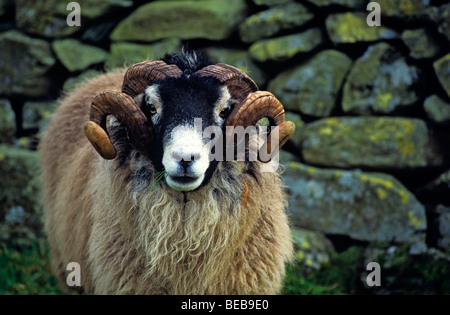 Une photo d'un Swaledale ram dans les collines de la région des lacs en face d'un mur de pierres sèches Banque D'Images