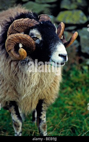 Une photo d'un Swaledale ram dans les collines de la région des lacs en face d'un mur de pierres sèches Banque D'Images