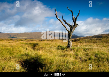 Un arbre solitaire maintenant mort, se dresse comme une sentinelle solitaire sur la lande à Kingshouse, Glencoe. 5343 SCO Banque D'Images