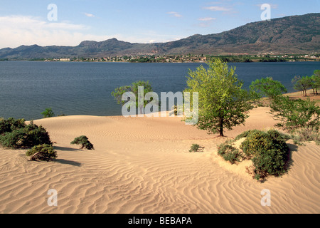 Paysage désertique, près d'Osoyoos, en Colombie-Britannique, au sud de l'Okanagan, Colombie-Britannique, Canada - Désert 'Pocket' et Osoyoos Lake Scenic Banque D'Images