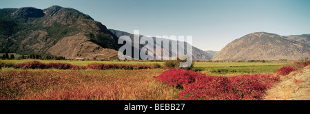 Des terres agricoles pittoresques Paysage près de Keremeos, BC, Similkameen Valley, British Columbia, Canada - arbustes de sumac, Saison Automne / Fall Banque D'Images