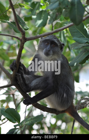 Sykes' Monkey Cercopithecus frontalis, ou Singe à gorge blanche, l'Afrique Kenya Diani Beach Banque D'Images