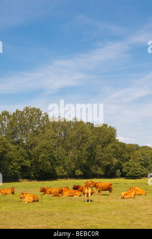 Un troupeau de vaches de Jersey dans un champ dans l'été britannique Banque D'Images