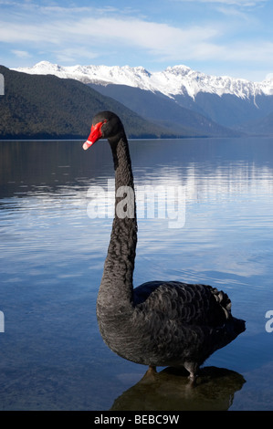 Black Swan (Cygnus atratus ), Lake Rotoroa, Nelson Lakes National Park, district de Tasmanie, île du Sud, Nouvelle-Zélande Banque D'Images